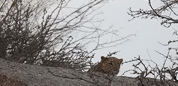 Leopard Safari JAWAI with a Local Guide