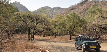 Jeep Safari At Kumbalgarh Wildlife Sanctuary