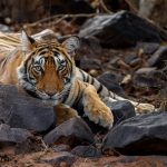 Day Trip to Ranthambore from Jaipur